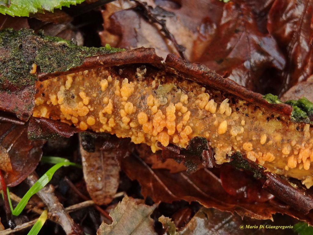 Peniophora ...( Peniophora laeta)